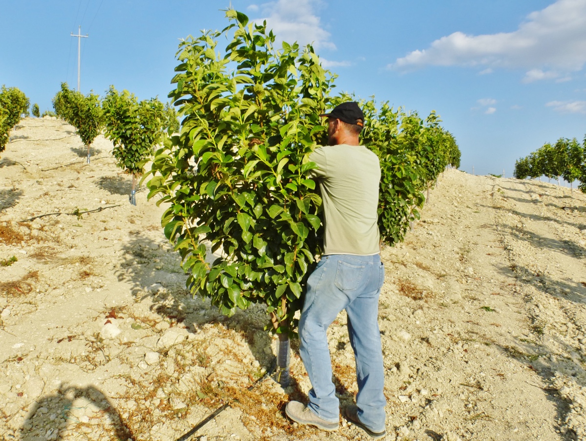 potatura-verde-melotto-2