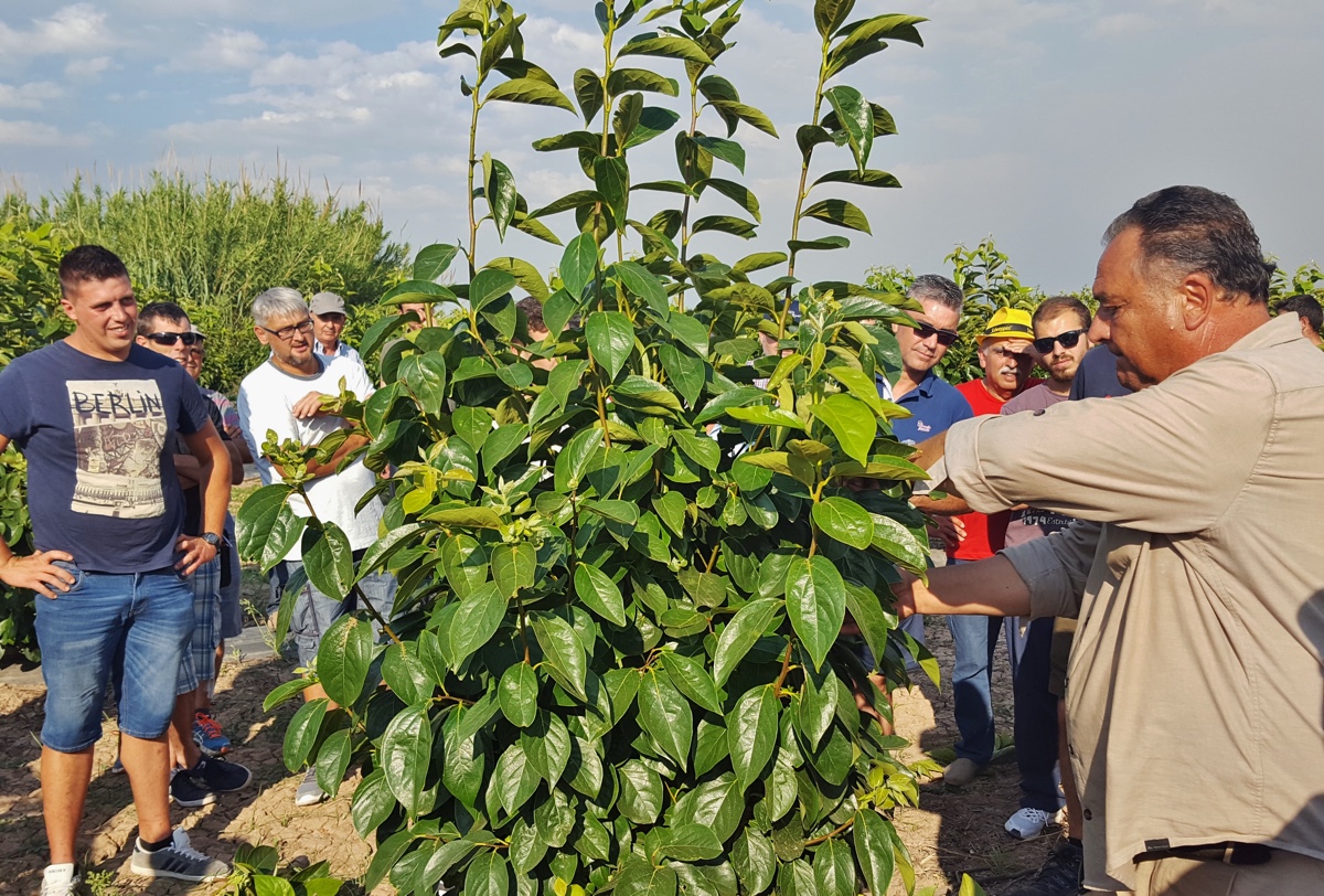 potatura-verde-melotto-24