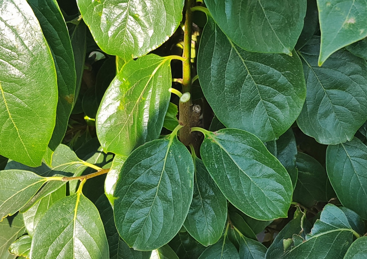 potatura-verde-melotto-26