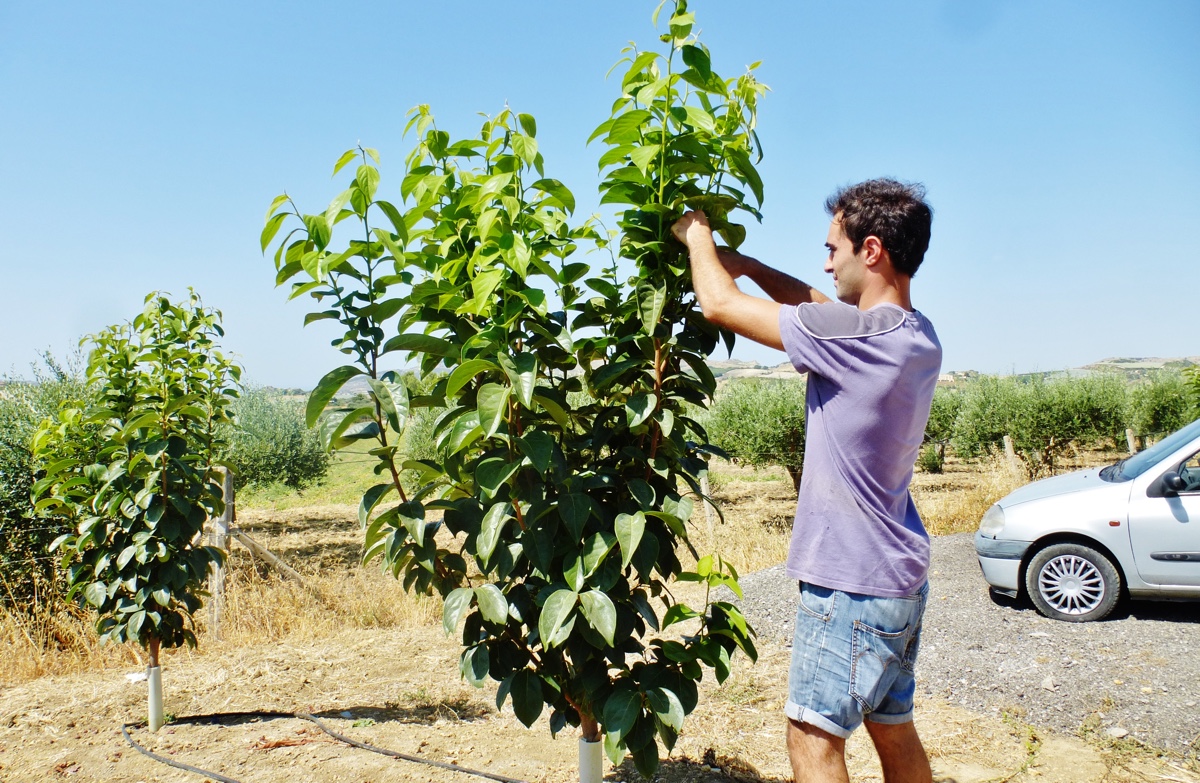 potatura-verde-melotto-32