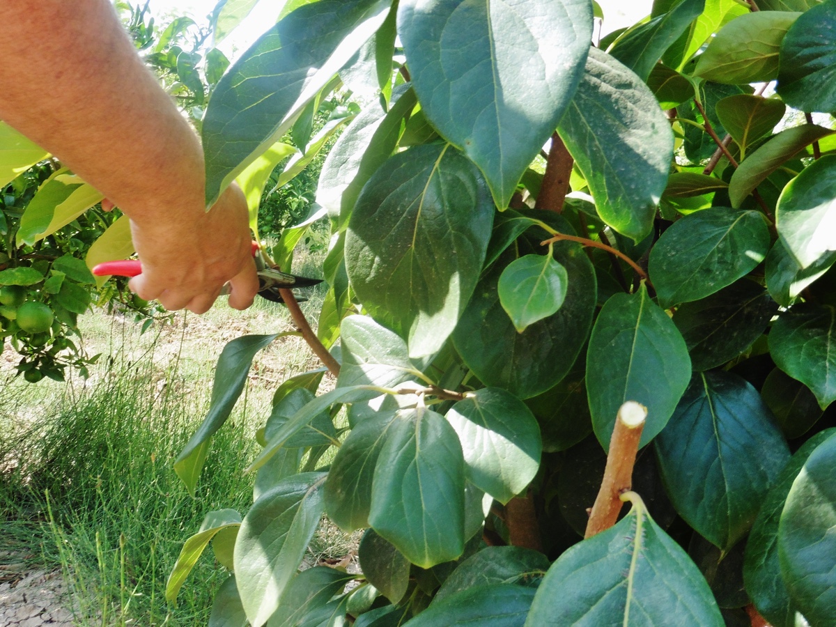 potatura-verde-melotto-35