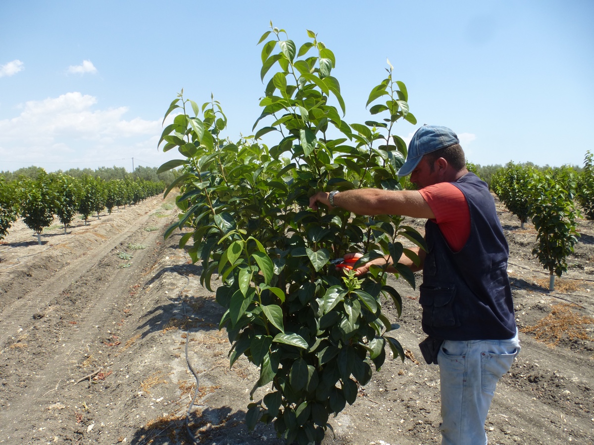 potatura-verde-melotto-4