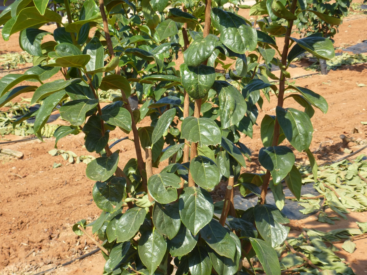 potatura-verde-melotto-7