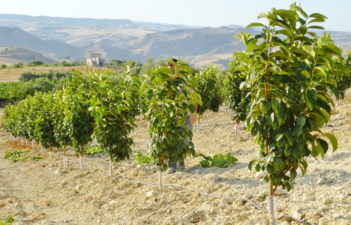 potatura-verde-melotto-8